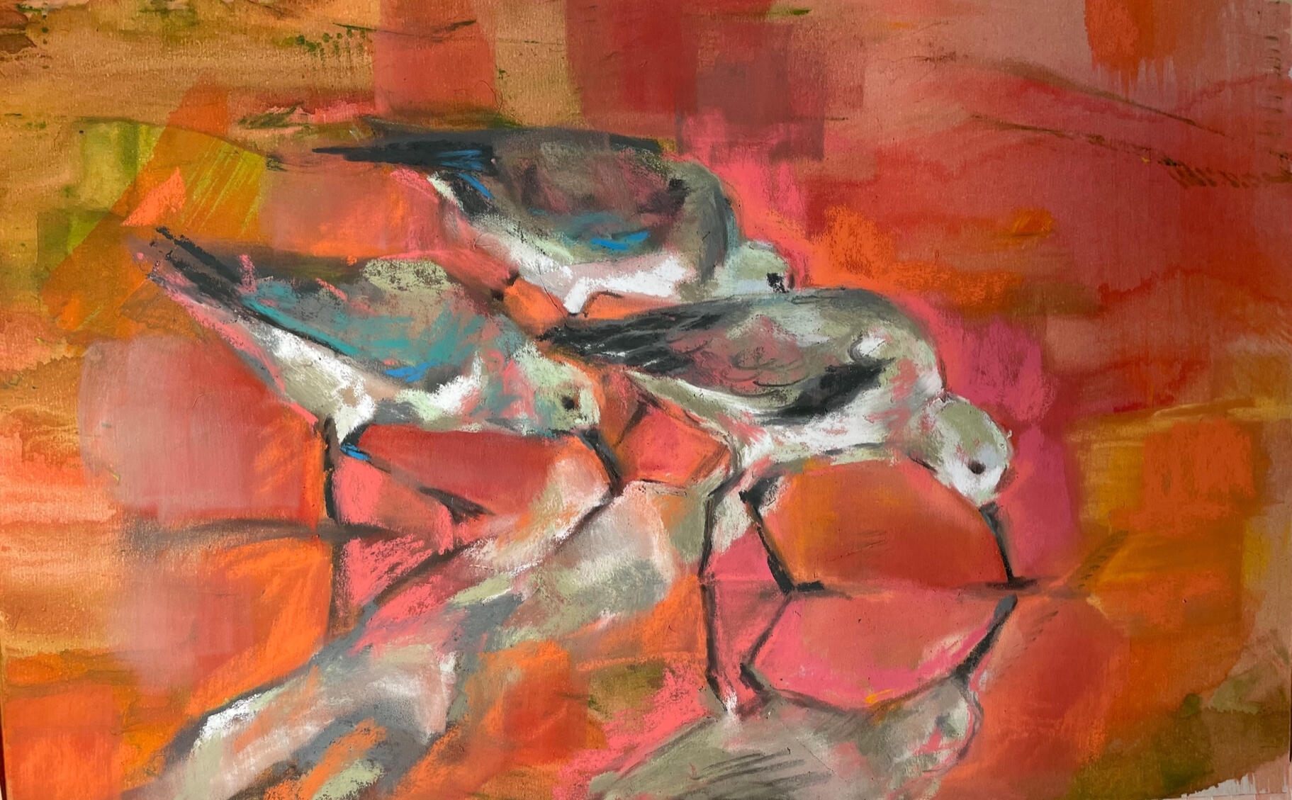 sanderling sunset